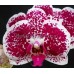 Орхидея 2 ветки (Doritaenopsis-Chian-Xen-Pearl-Ming-Ho)